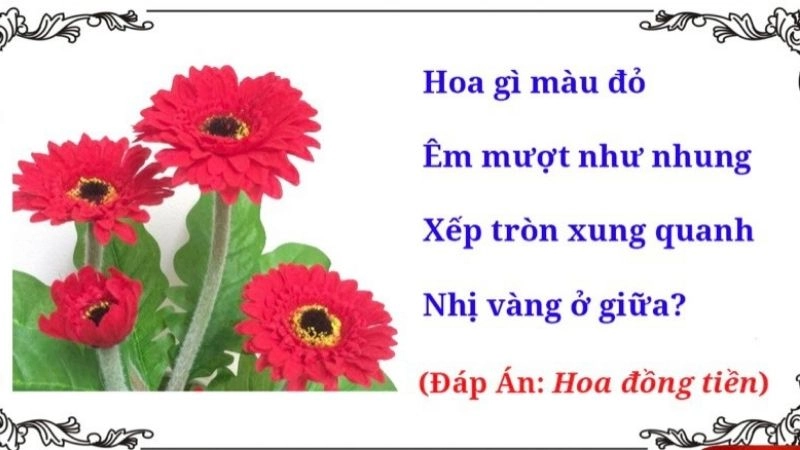 Câu đố về hoa đồng tiền tỏa sáng niềm vui cuộc sống