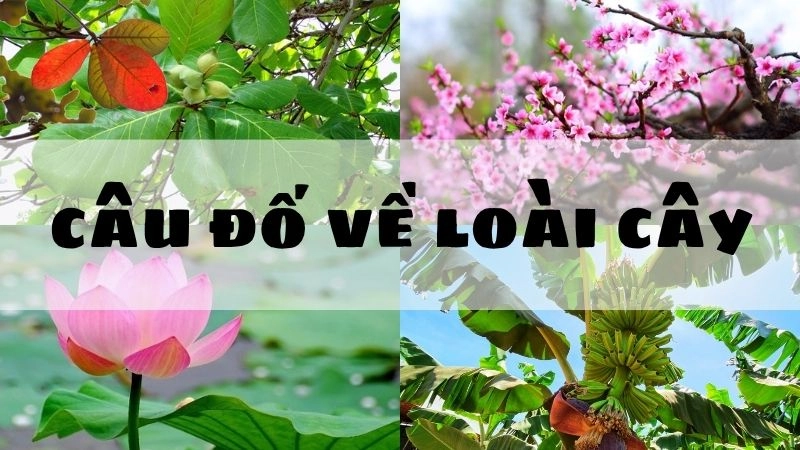 Những câu đố về loài cây gắn liền đời sống và thiên nhiên
