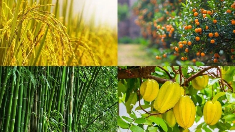 Câu đố về loài cây khám phá thiên nhiên kỳ diệu