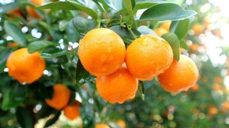 Giải câu đố về loài cây gợi mở tri thức xanh tươi