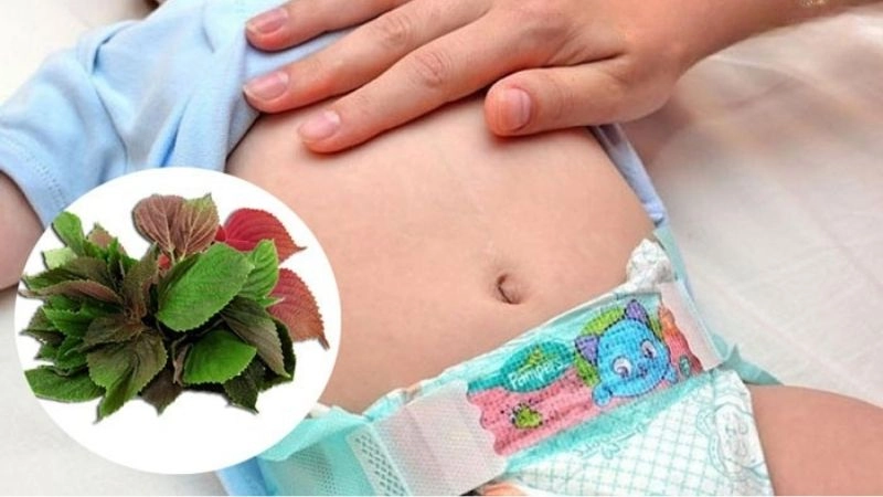 Mẹo dân gian chữa đầy hơi cho trẻ sơ sinh với lá tía tô