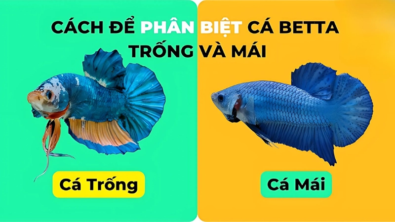 Cách phân biệt cá betta trống mái chính xác và dễ hiểu