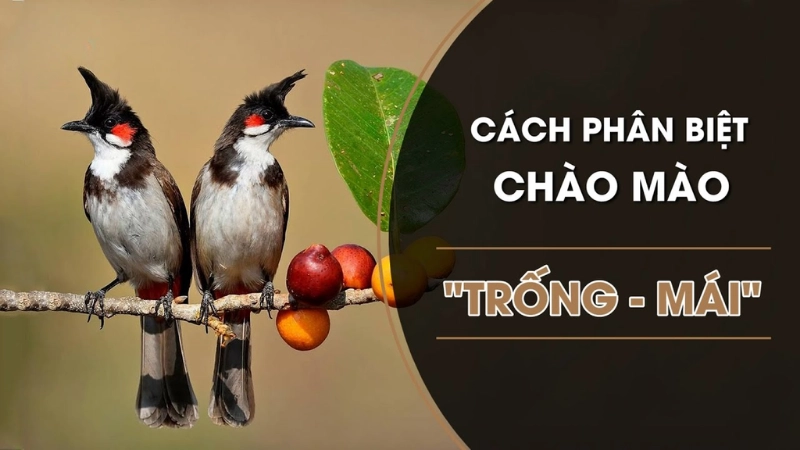 Cách phân biệt chào mào trống mái chính xác dễ áp dụng