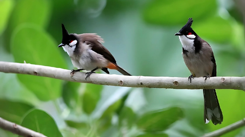 Phân biệt chào mào trống mái theo từng dòng chim phổ biến
