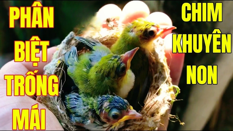 Cách phân biệt chim khuyên trống mái chính xác 99%