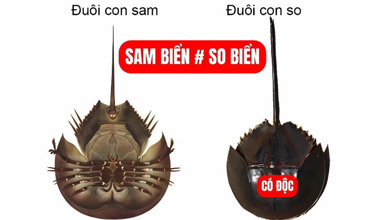 Cách phân biệt con sam và con so tránh ăn nhầm nguy hiểm