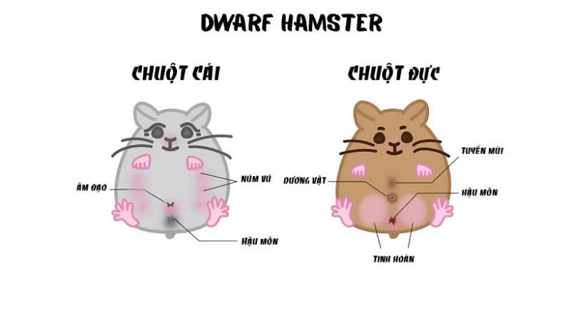 Cách phân biệt hamster đực và cái đơn giản ai cũng làm được Cách phân biệt hamster đực và cái đơn giản ai cũng làm được
