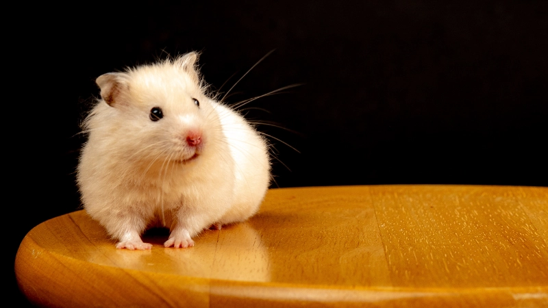 Các dấu hiệu ngoại hình để phân biệt hamster đực và cái