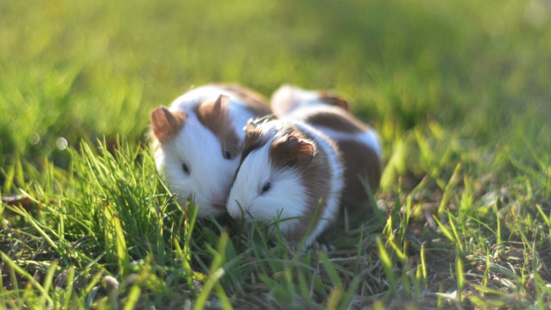 Lưu ý quan trọng khi phân biệt hamster đực và cái