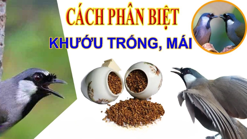 Cách phân biệt khướu trống mái chỉ trong 3 bước đơn giản Cách phân biệt khướu trống mái chỉ trong 3 bước đơn giản