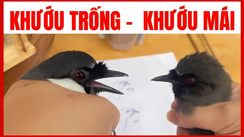 Cách nhận biết khướu mun trống mái và khướu non