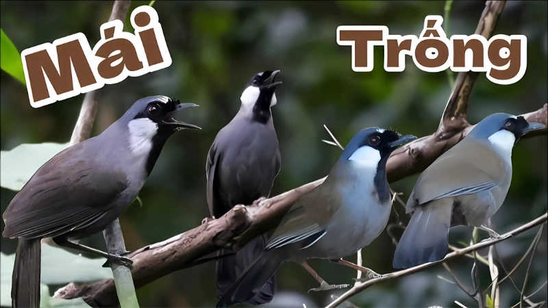 Kinh nghiệm phân biệt khướu trống và khướu mái khi mua