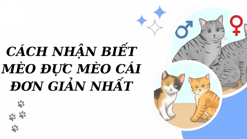 Cách phân biệt mèo đực mèo cái đơn giản ai cũng làm được Cách phân biệt mèo đực mèo cái đơn giản ai cũng làm được