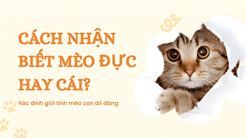 Cách nhận biết mèo đực cái khi còn nhỏ chính xác