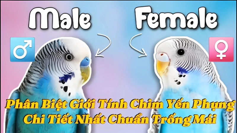 Cách phân biệt yến phụng trống mái dễ hiểu chi tiết