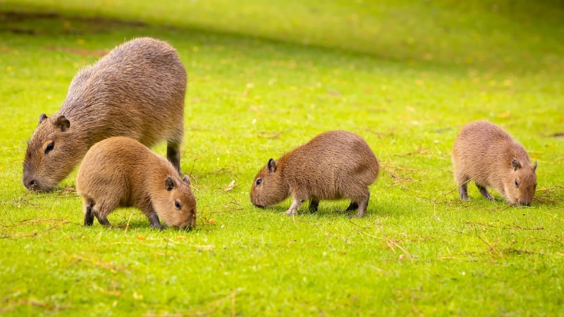 Capybara là con gì? Bí ẩn về thánh sống chill mạng xã hội