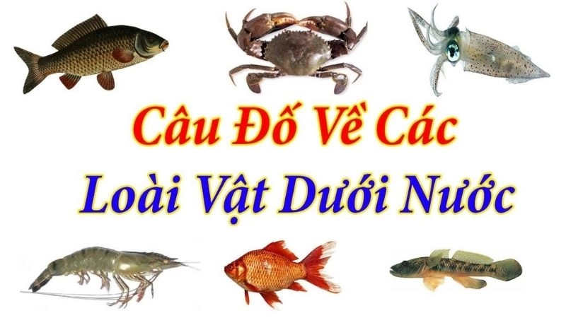 Tuyển chọn câu đố động vật dưới nước cực kỳ sinh động