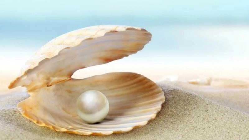 Câu đố về động vật sống dưới nước khiến ai cũng mê