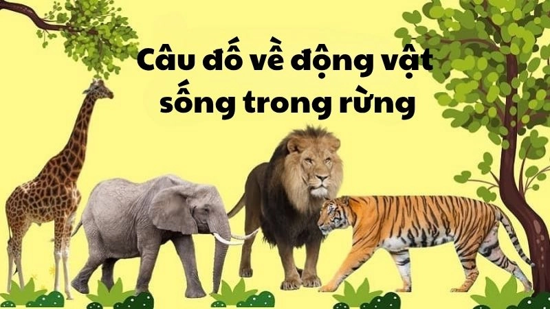Câu đố động vật sống trong rừng nâng cao trí tưởng tượng