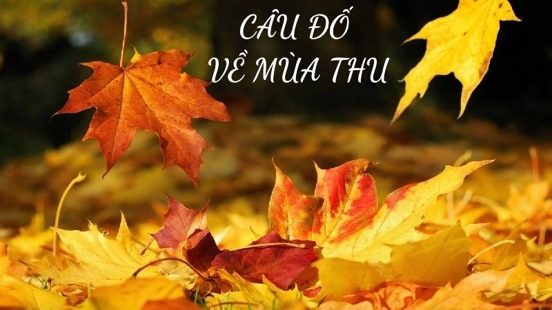 Tuyển tập câu đố về mùa thu giúp bé khám phá thiên nhiên