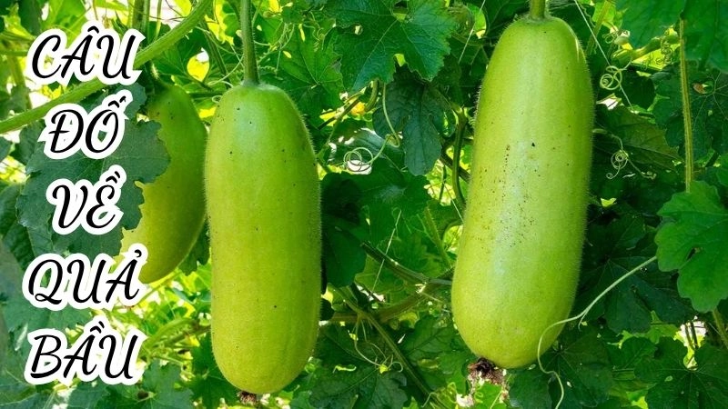 Những câu đố về quả bầu giúp phát triển tư duy ngôn ngữ