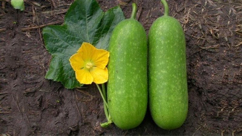 Câu đố về quả bầu giúp bé nhớ nhanh hình dáng