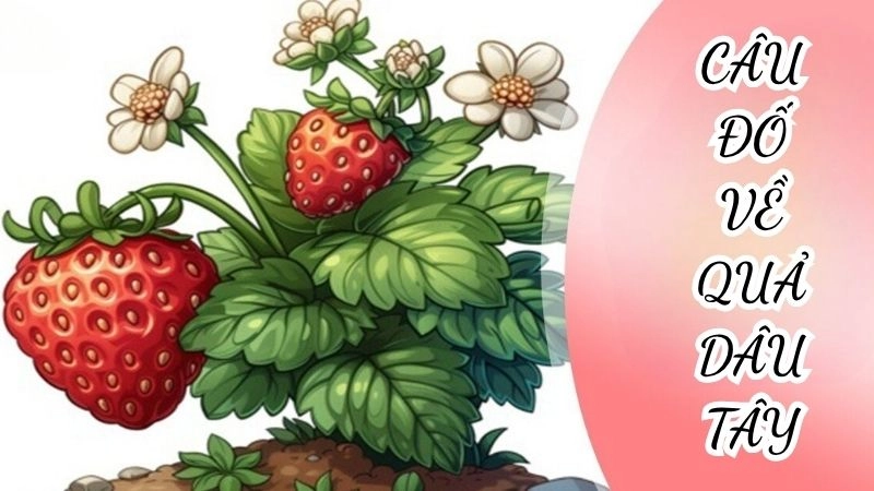 Câu đố về quả dâu tây cho bé mầm non siêu dễ thương