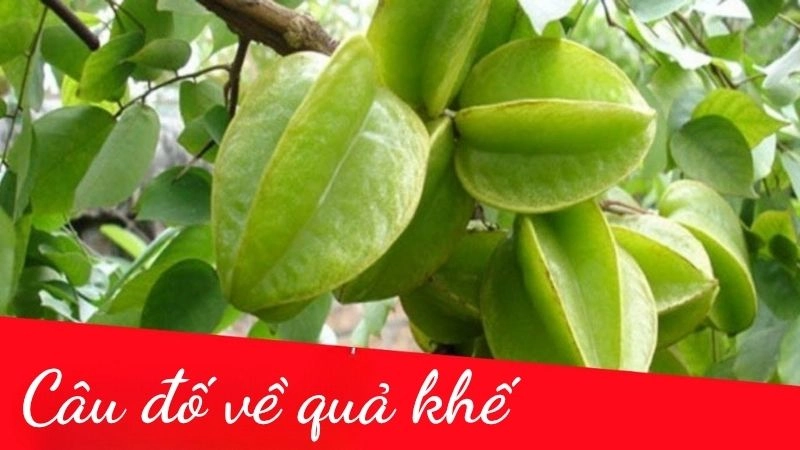 Câu đố về quả khế hay và thú vị dành cho bé mầm non