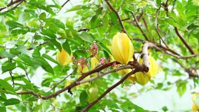 Câu đố về quả khế khơi dậy ký ức tuổi thơ