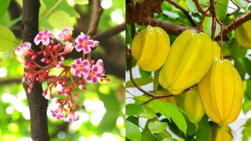 Câu đố về quả khế rèn trí tưởng tượng phong phú