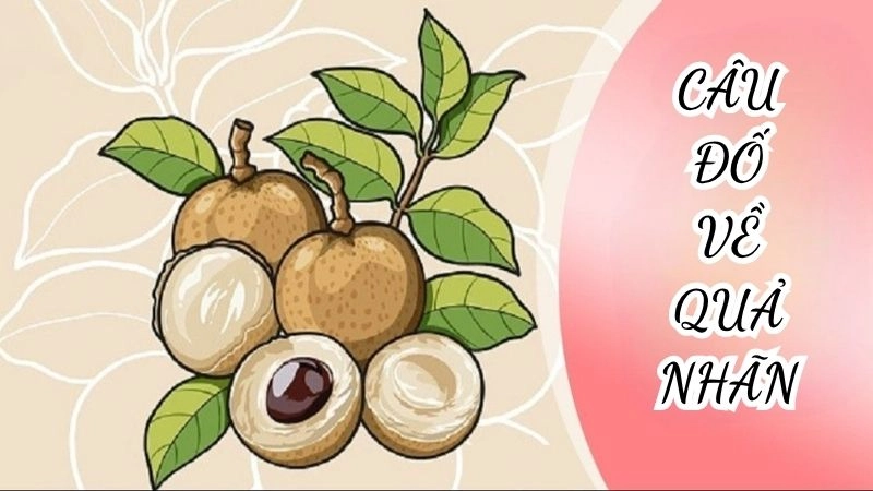 Những câu đố về quả nhãn hấp dẫn gợi mở trí tưởng tượng