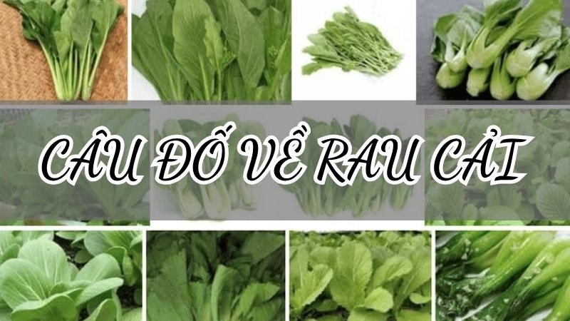 Hé lộ câu đố về rau cải hay nhất trong kho tàng dân gian