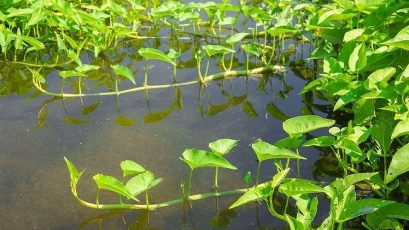 Câu đố về rau muống rèn luyện trí tưởng tượng