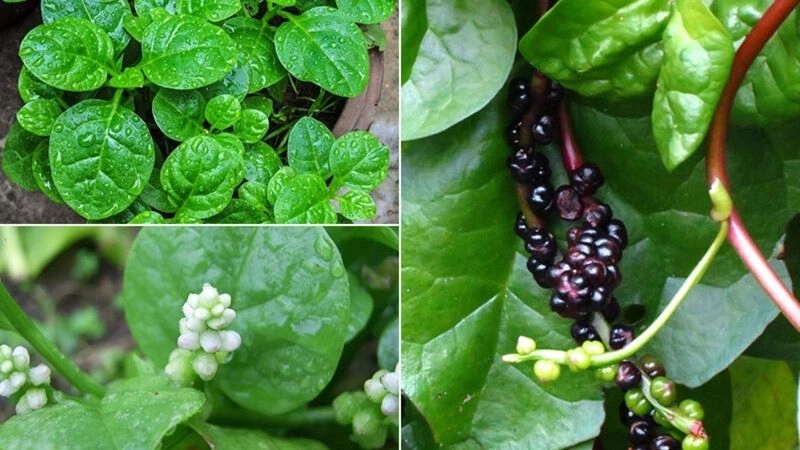 Câu đố về rau mồng tơi thú vị cho mọi người