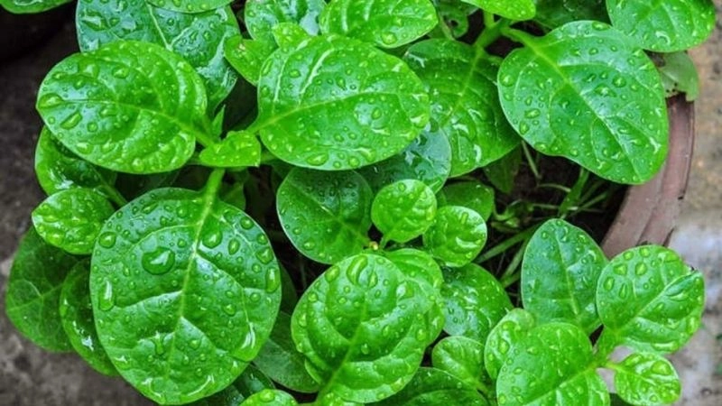 Câu đố về rau mồng tơi gợi hình dáng đặc trưng