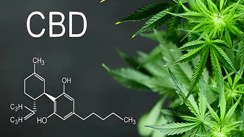 CBD là gì? Tác động đến cơ thể và sự khác biệt với THC