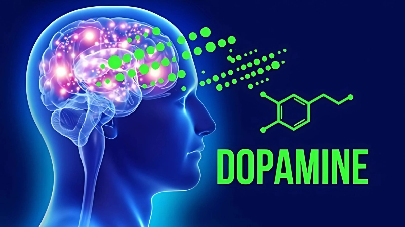 Dopamine là gì? Hiểu đúng về chất dẫn truyền thần kinh