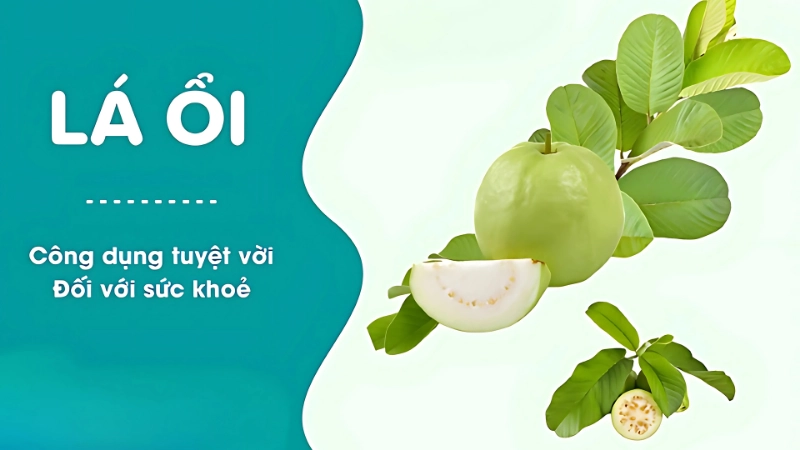 Lá ổi có tác dụng gì? Đừng bỏ qua bài thuốc quý này!