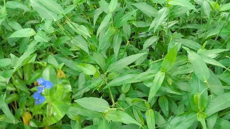 Trị sa tử cung bằng mẹo dân gian hỗ trợ sức khỏe