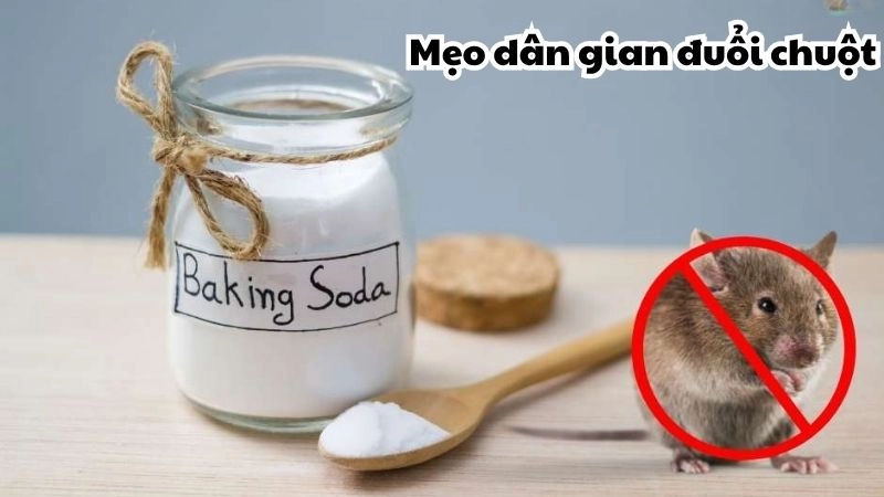 Bật mí mẹo đuổi chuột hiệu quả nhất dân gian lưu truyền
