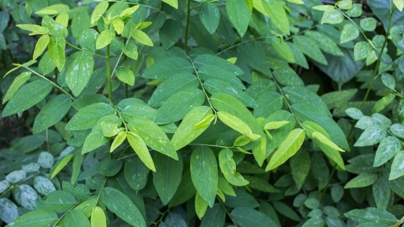 Bí kíp dân gian rơ lưỡi trẻ sơ sinh sạch sẽ tự nhiên