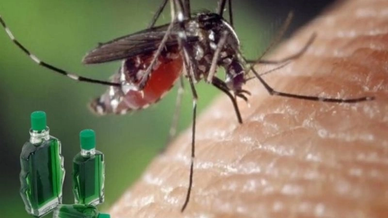 Bí kíp dân gian đuổi muỗi bảo vệ gia đình khỏi côn trùng