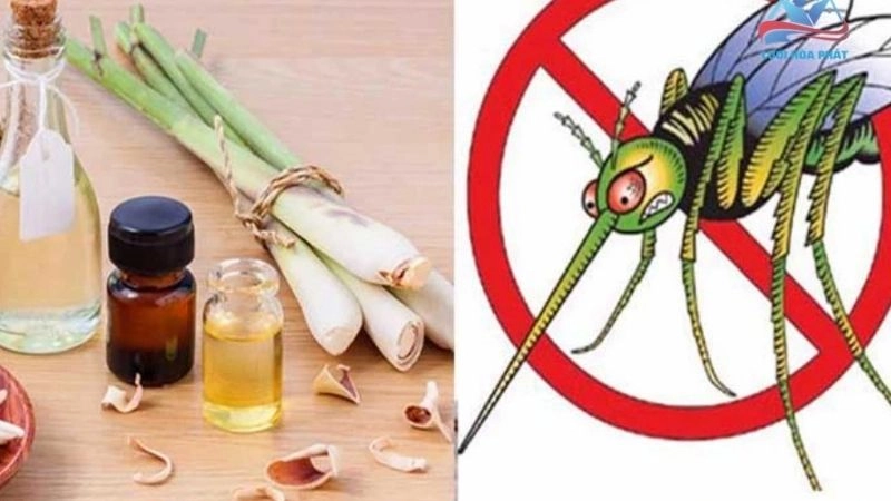 Mẹo dân gian đuổi muỗi an toàn hiệu quả từ thiên nhiên