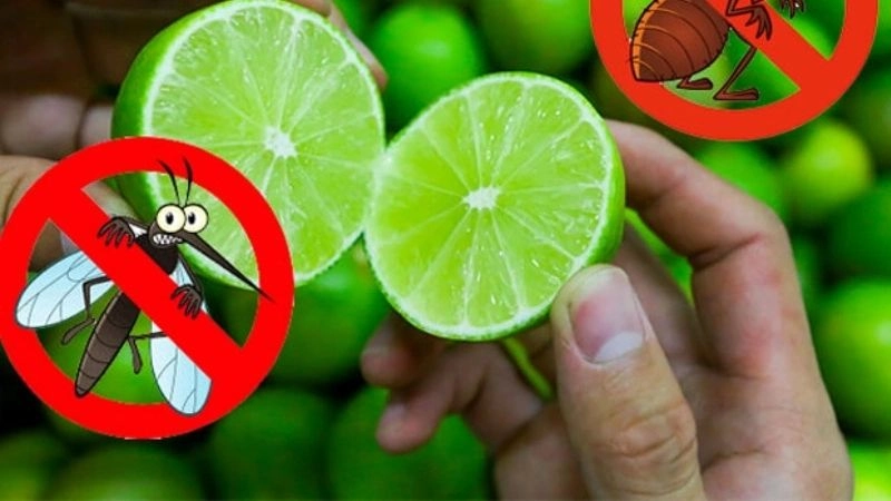 Mẹo dân gian đuổi muỗi hiệu quả bất ngờ