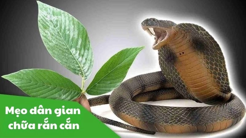 Bật mí mẹo dân gian chữa rắn độc cắn cực kỳ hiệu nghiệm