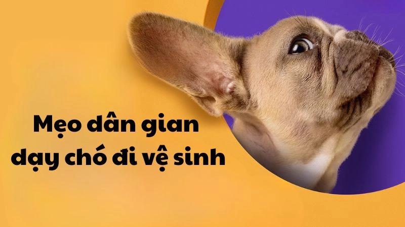 Mẹo dân gian dạy chó đi vệ sinh đúng chỗ hiệu quả nhanh