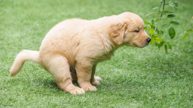 Nguyên nhân khiến chó đi vệ sinh bừa bãi
