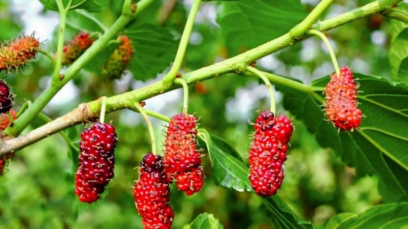 Mẹo dân gian giúp trẻ sơ sinh ngủ đêm an toàn