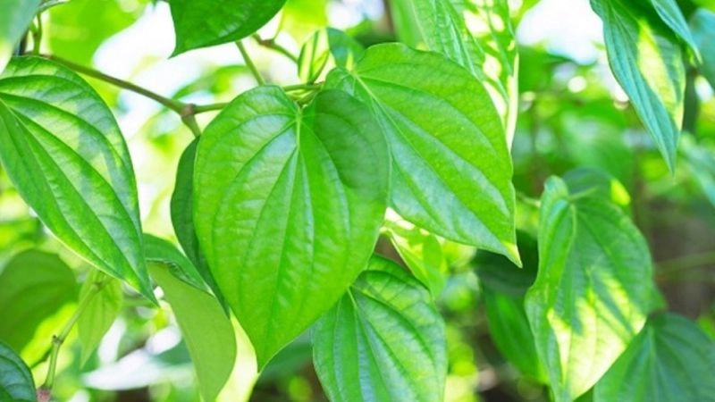 Mẹo dân gian dành cho trẻ sơ sinh an toàn từ thiên nhiên