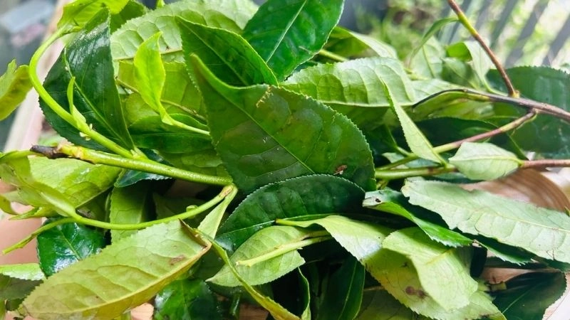 Mẹo dân gian chữa chàm sữa cho trẻ sơ sinh được tin dùng